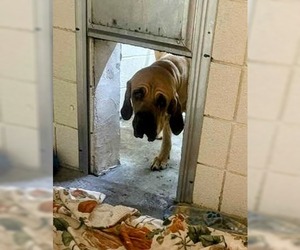 Taarna - Female Brazilian Mastiff Dog for Adoption - Photo #2