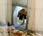 Small Photo #2 Brazilian Mastiff Puppy For Sale in Jasper, AL, USA