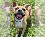 MARY PUPPINS - Female American Staffordshire Terrier Dog for Adoption - Small photo