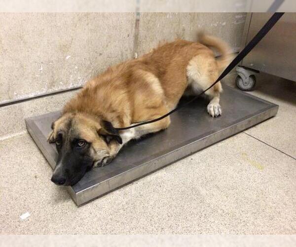 Medium Photo #1 German Shepherd Dog-Unknown Mix Puppy For Sale in Riverside, CA, USA