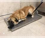 Small German Shepherd Dog Mix