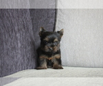 Small Photo #7 Yorkshire Terrier Puppy For Sale in MANHATTAN, NY, USA