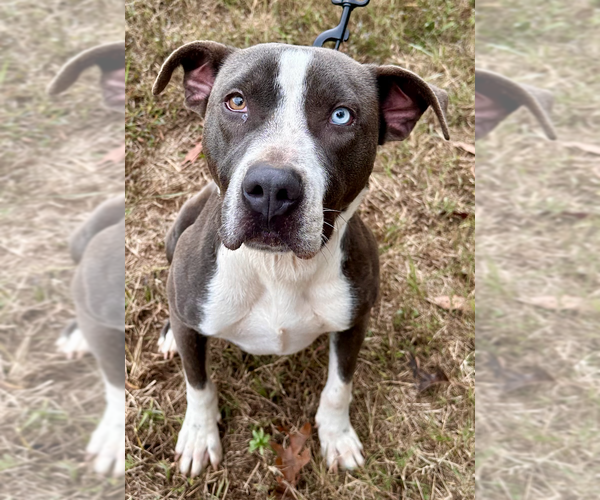 Medium Photo #1 American Staffordshire Terrier-Unknown Mix Puppy For Sale in Decatur, GA, USA