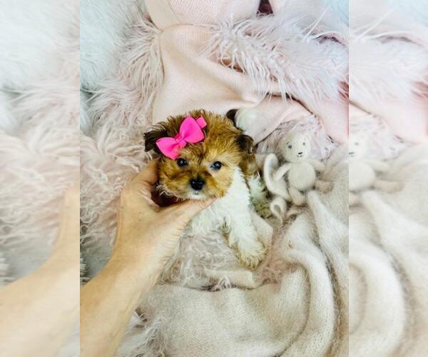 Medium Photo #11 Pomapoo (Toy) Puppy For Sale in MIAMI, FL, USA