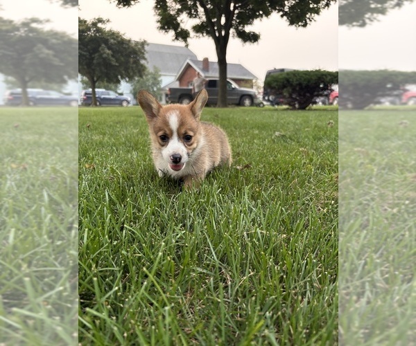 Medium Photo #17 Pembroke Welsh Corgi Puppy For Sale in MILFORD, IN, USA