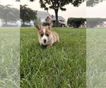 Small Photo #17 Pembroke Welsh Corgi Puppy For Sale in MILFORD, IN, USA