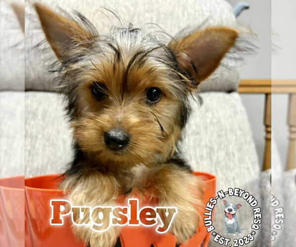 Medium Photo #2 Mutt Puppy For Sale in Omaha, NE, USA