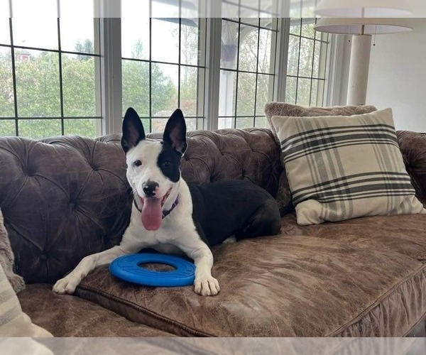 Medium Photo #2 Mutt Puppy For Sale in Elmsford, NY, USA