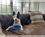 Small #1 Mutt
