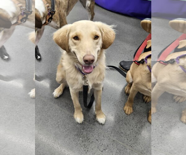 Medium Photo #3 Golden Labrador Puppy For Sale in Minneapolis, MN, USA