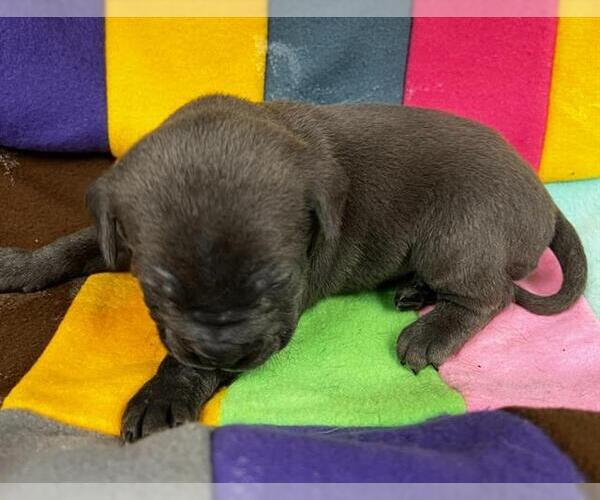 Medium Photo #1 Mutt Puppy For Sale in HESPERIA, CA, USA