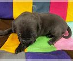 Small Mutt