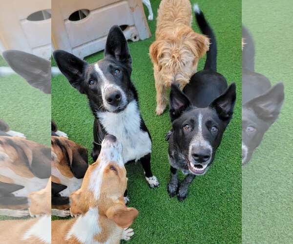 Medium Photo #8 Border-Aussie Puppy For Sale in Highland, IL, USA