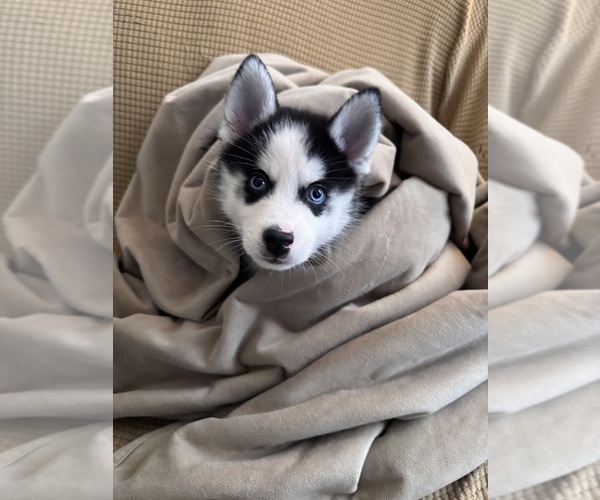 Medium Photo #5 Pomsky Puppy For Sale in VENUS, PA, USA