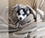 Small #3 Pomsky