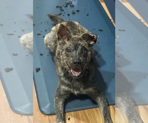 Mutt Dogs for adoption in Holly Springs, NC, USA