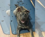 Small Mutt