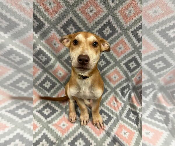Medium Photo #1 Mutt Puppy For Sale in Rockwall, TX, USA
