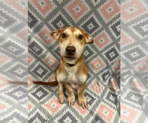 Mutt Dogs for adoption in Rockwall, TX, USA