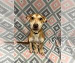 Jolene - Female Mutt Dog for Adoption - Small photo