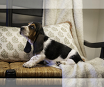 Puppy Rochester Basset Hound