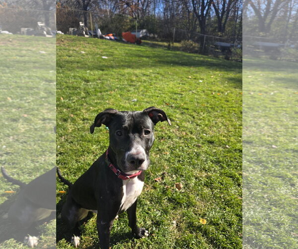 Medium Photo #23 Labrador Retriever-Unknown Mix Puppy For Sale in Princeton, MN, USA
