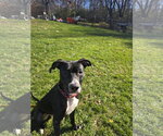 Small Photo #23 Labrador Retriever-Unknown Mix Puppy For Sale in Princeton, MN, USA
