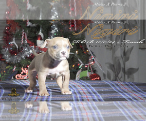 American Bully Puppy for Sale in GREELEY, Colorado USA