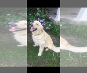 Father of the Golden Retriever puppies born on 07/31/2026