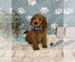 Small #1 Goldendoodle mix (+ Poodle Miniature)