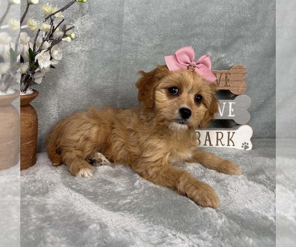 Medium Photo #2 Cavapoo (Standard) Puppy For Sale in GREENFIELD, IN, USA