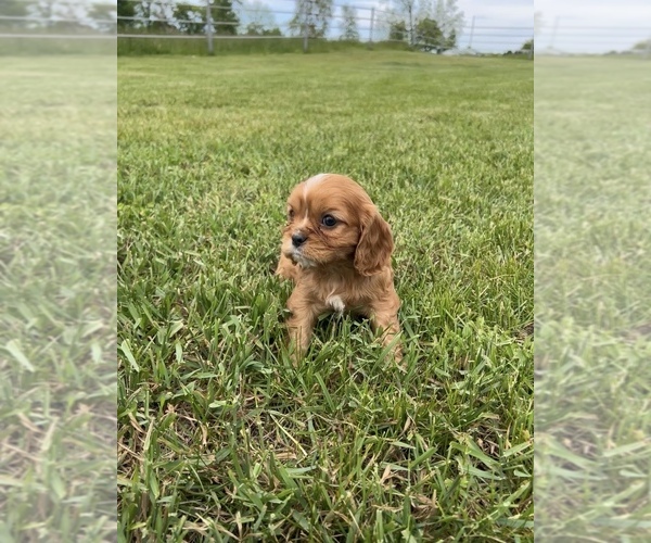 Medium Photo #3 Cavalier King Charles Spaniel Puppy For Sale in NILES, MI, USA