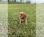 Small #2 Cavalier King Charles Spaniel