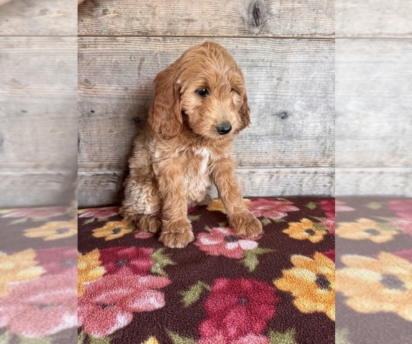 Medium Photo #18 Goldendoodle mix (+ Poodle Miniature) Puppy For Sale in VERMONTVILLE, MI, USA