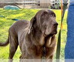 Small #3 Labrador Retriever