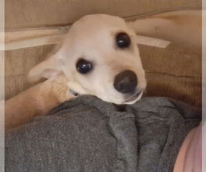 Chihuahua-Unknown Mix Dogs for adoption in Aurora, IN, USA