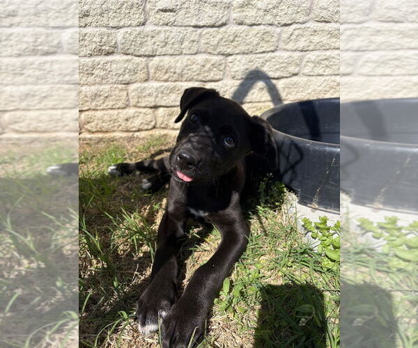 Medium Photo #7 Labrador Retriever-Unknown Mix Puppy For Sale in Claremore, OK, USA