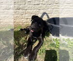 Small #6 Labrador Retriever Mix