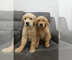 Small #5 Golden Retriever