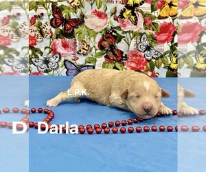 Maltipoo Puppy for sale in WINNSBORO, LA, USA