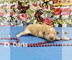 Small Maltipoo