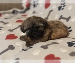 Small #3 Shih Tzu