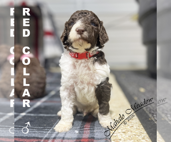 Medium Photo #9 Poodle (Standard) Puppy For Sale in SUFFOLK, VA, USA