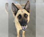Small German Shepherd Dog