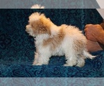 Small #16 Goldendoodle (Miniature)