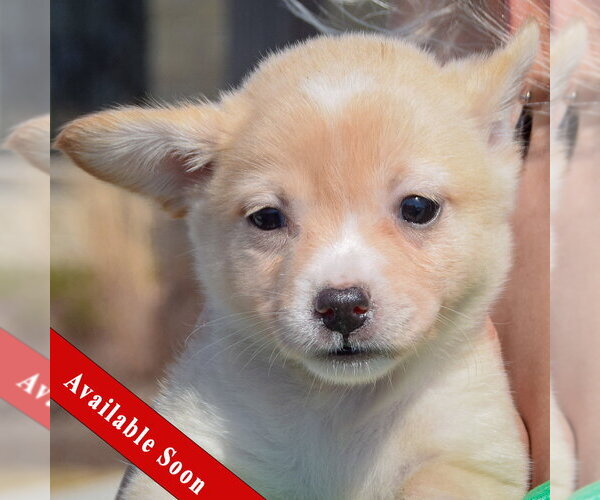 Medium Photo #1 Chihuahua-Unknown Mix Puppy For Sale in Huntley, IL, USA