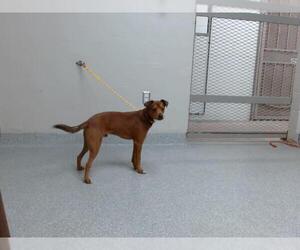 Rat-Cha Dogs for adoption in Pasadena, TX, USA