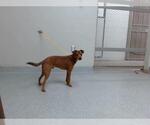 TAJIN - Male Rat-Cha Dog for Adoption - Small photo