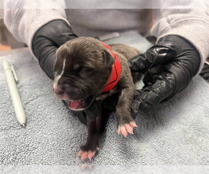 Mutt Dogs for adoption in Martinez, CA, USA