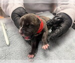Small Mutt